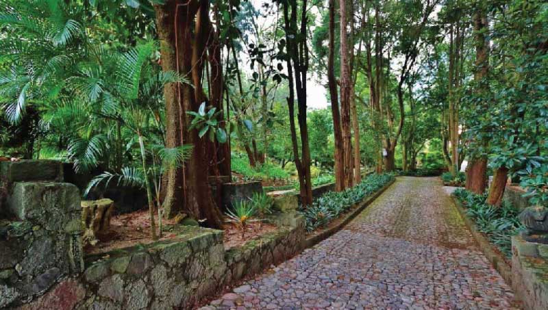 Camino empedrado de Amomoxtli rodeado de árboles